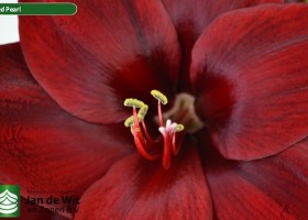 hippeastrum Red Pearl ® (3)